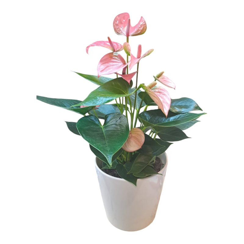 אנטוריאום ורוד בכלי קרמיקה